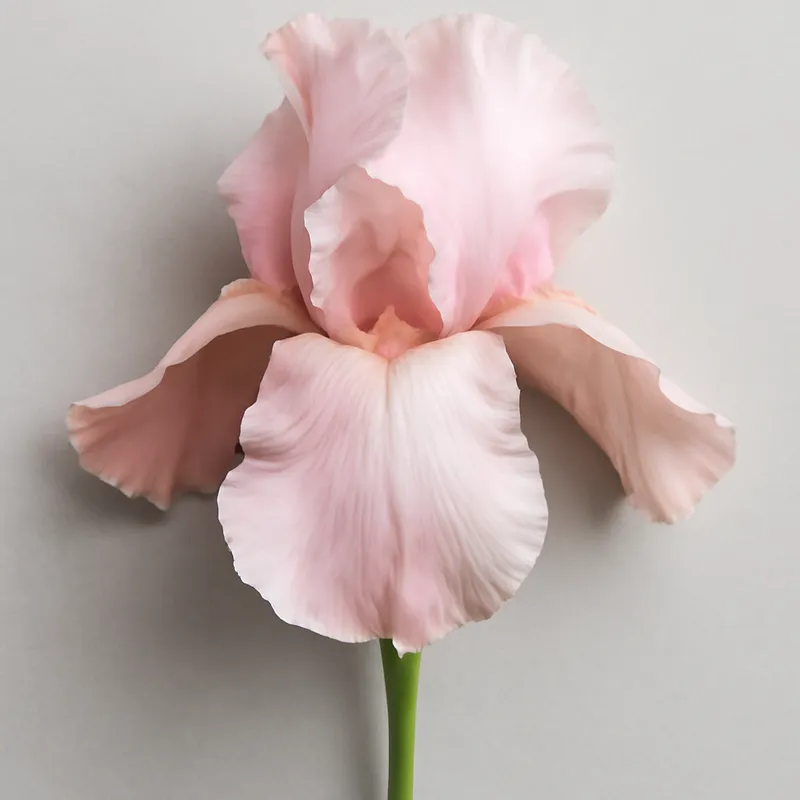Iris lilas clair arrangé dans un environnement domestique