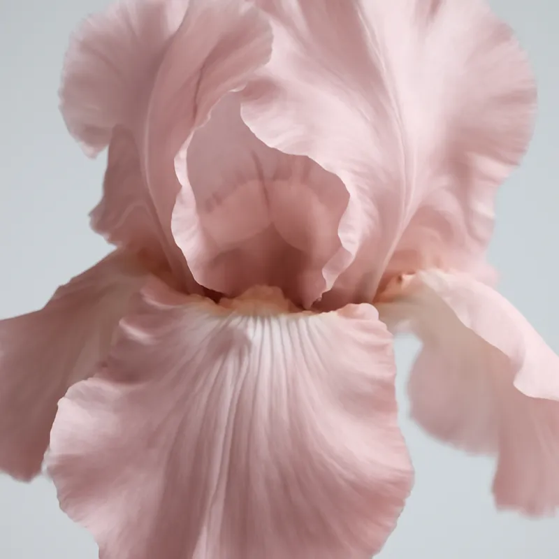 Iris - rose - image 2