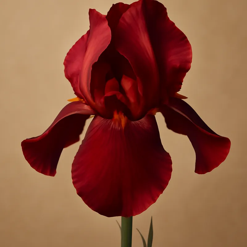 Iris lilas foncé - gros plan des pétales décoratifs