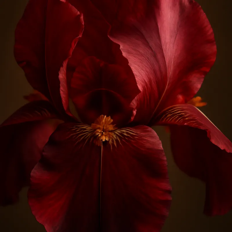 Iris - rouge - image 2