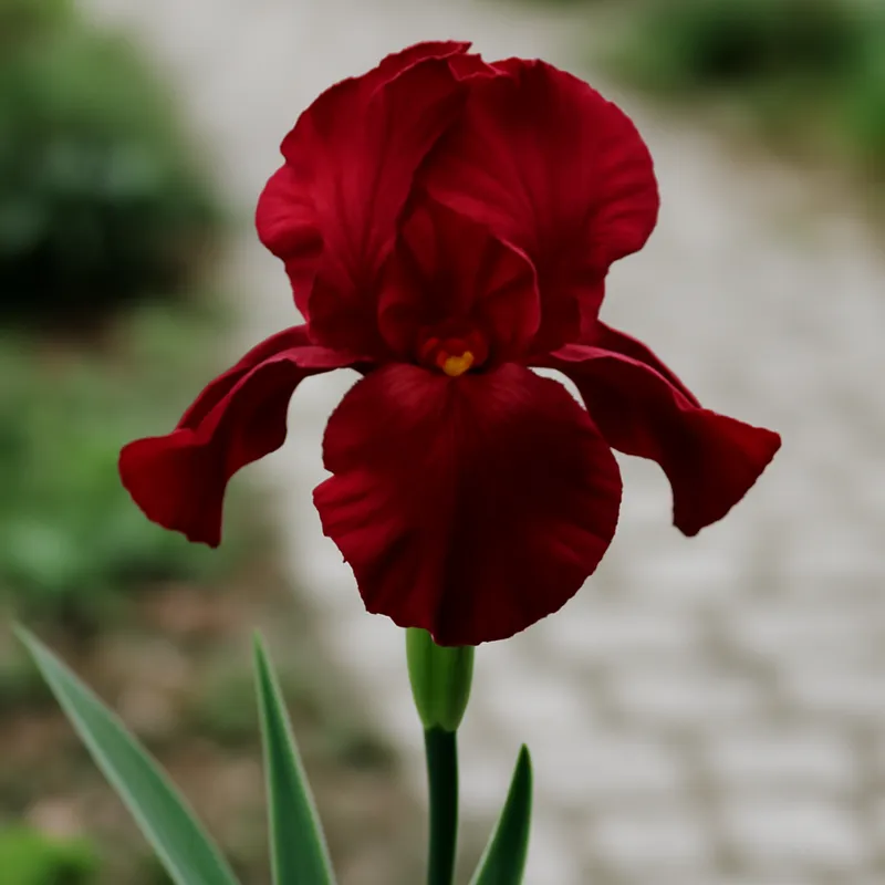 Iris - rouge - image 4