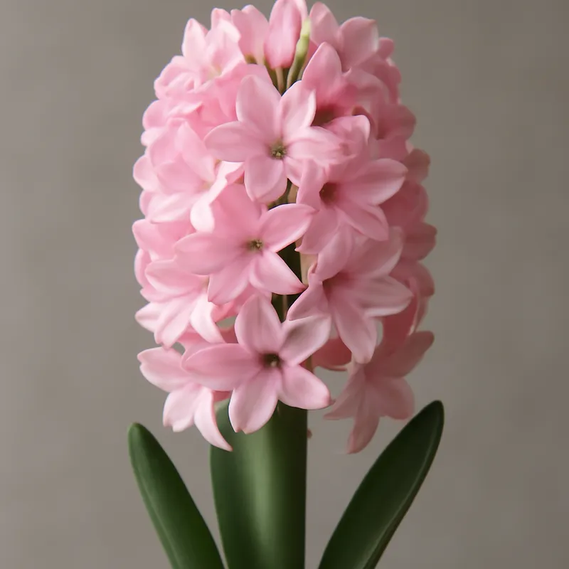 Jacinthe – rose – image 1