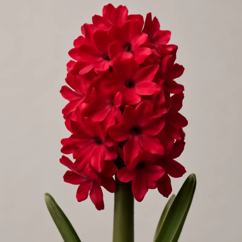 Jacinthe – rouge – image 1