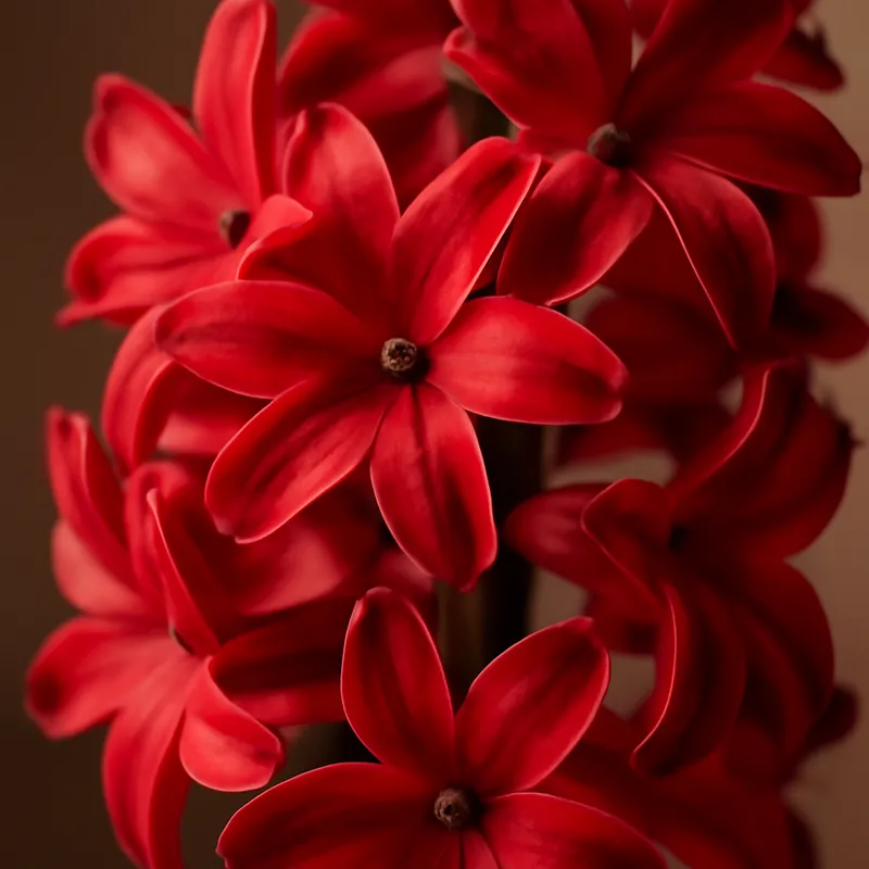 Jacinthe – rouge – image 2