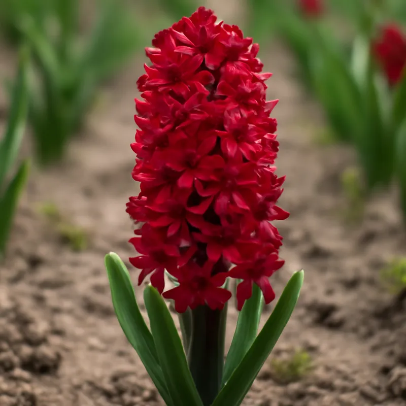 Jacinthe – rouge – image 4