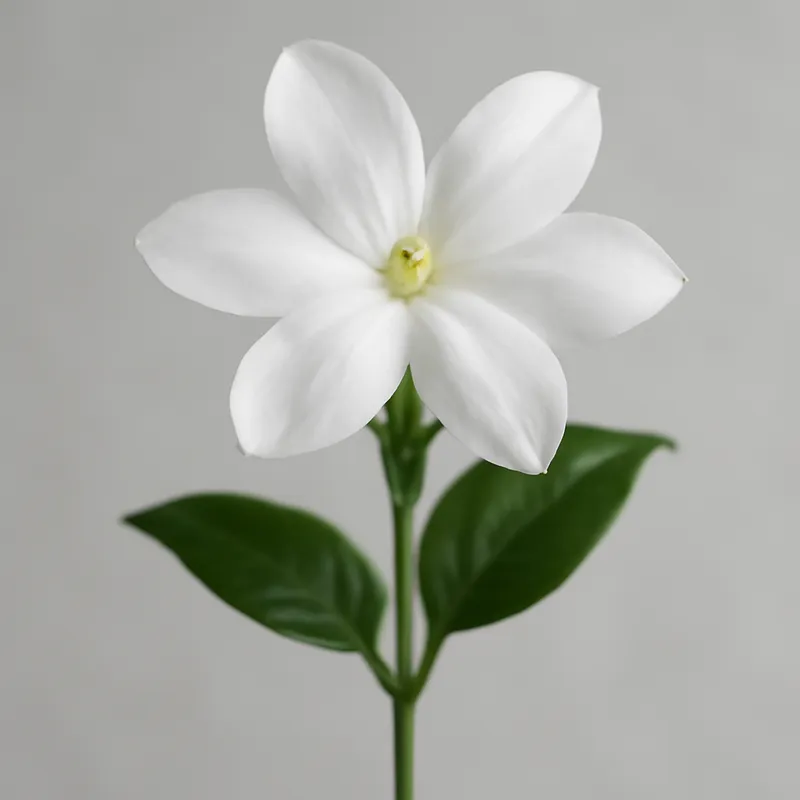 Jasmin – classique – image 1