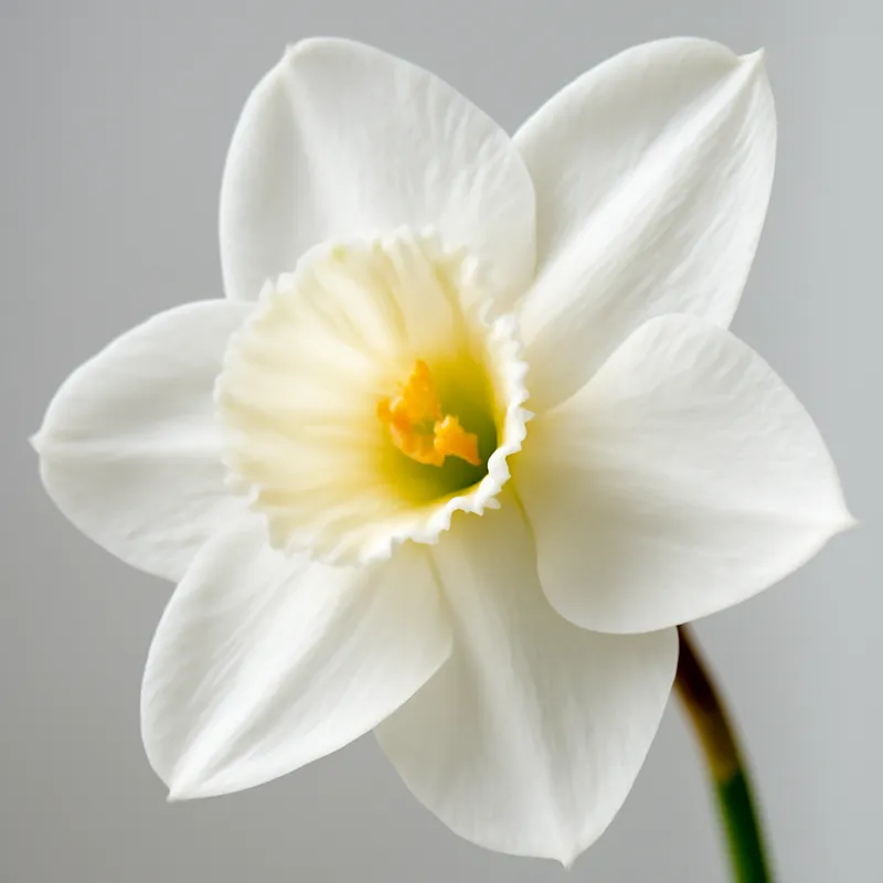 Jonquille – blanc – image 2