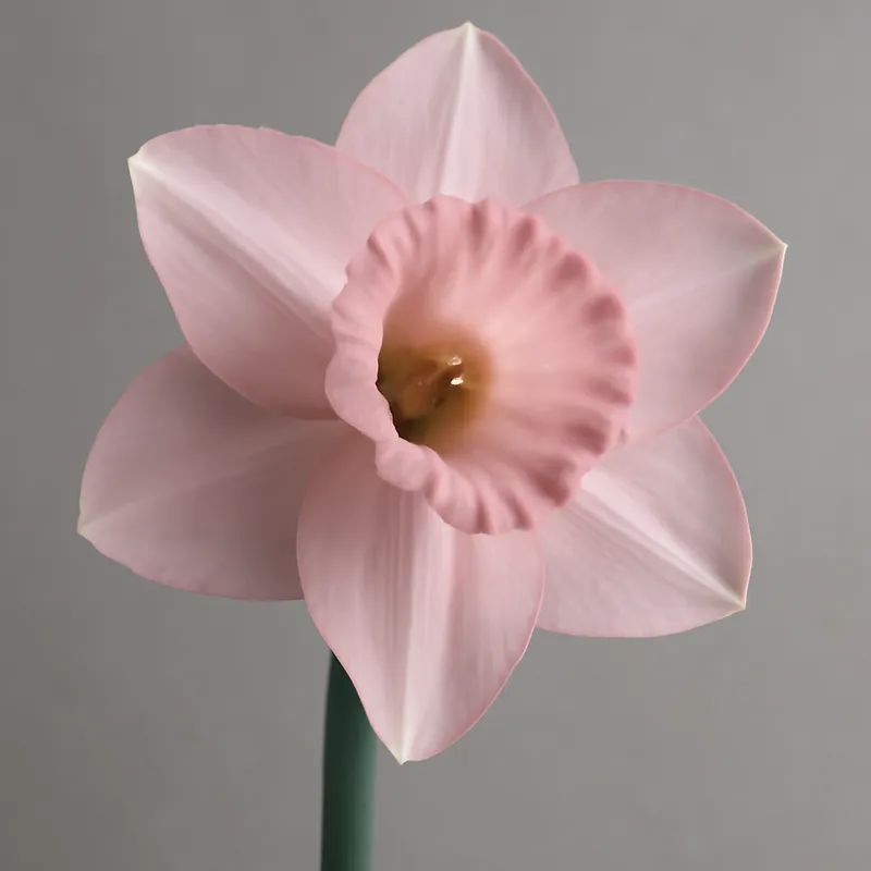 Jonquille – rose – image 1