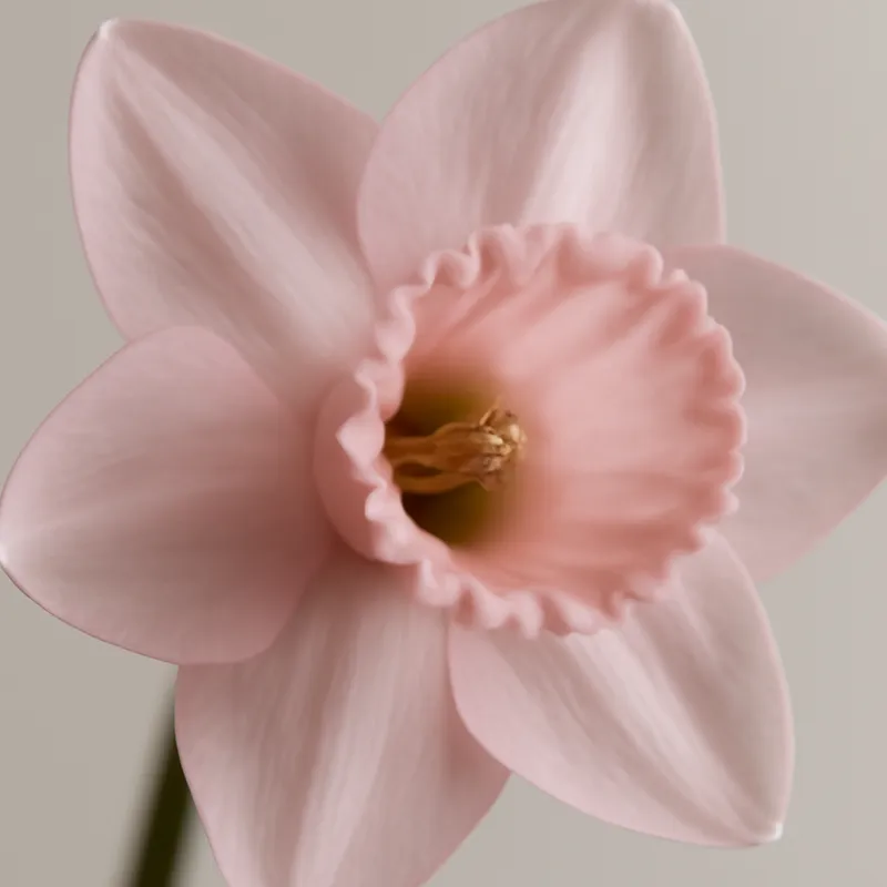 Jonquille – rose – image 2