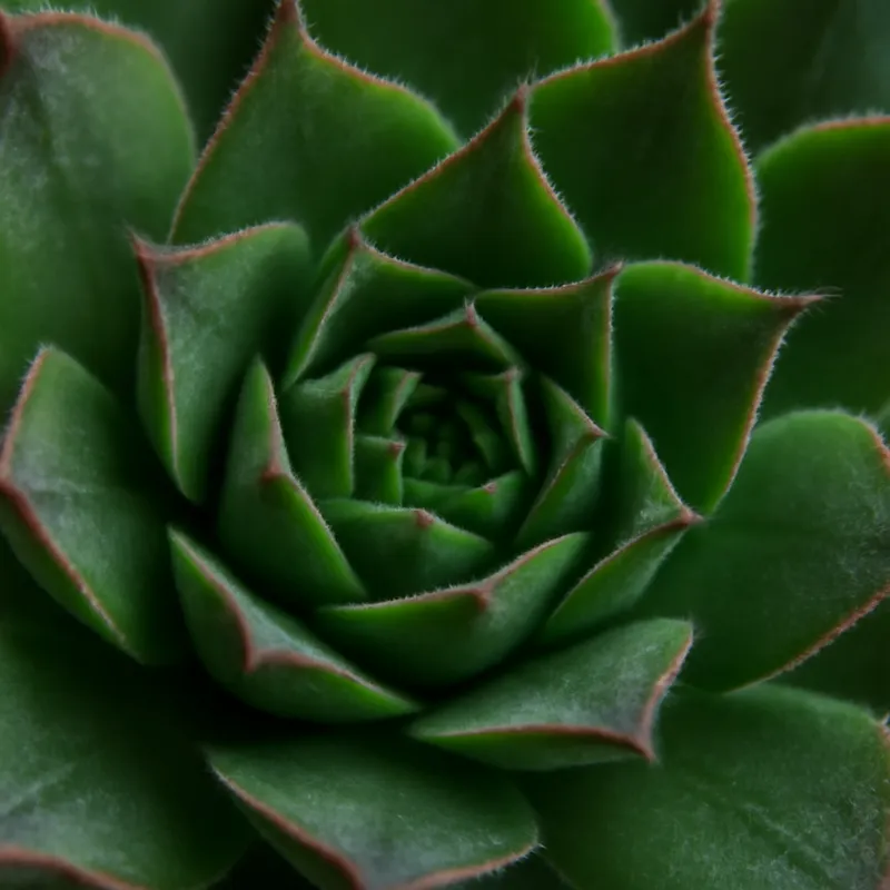 Joubarbe – classique – image 2