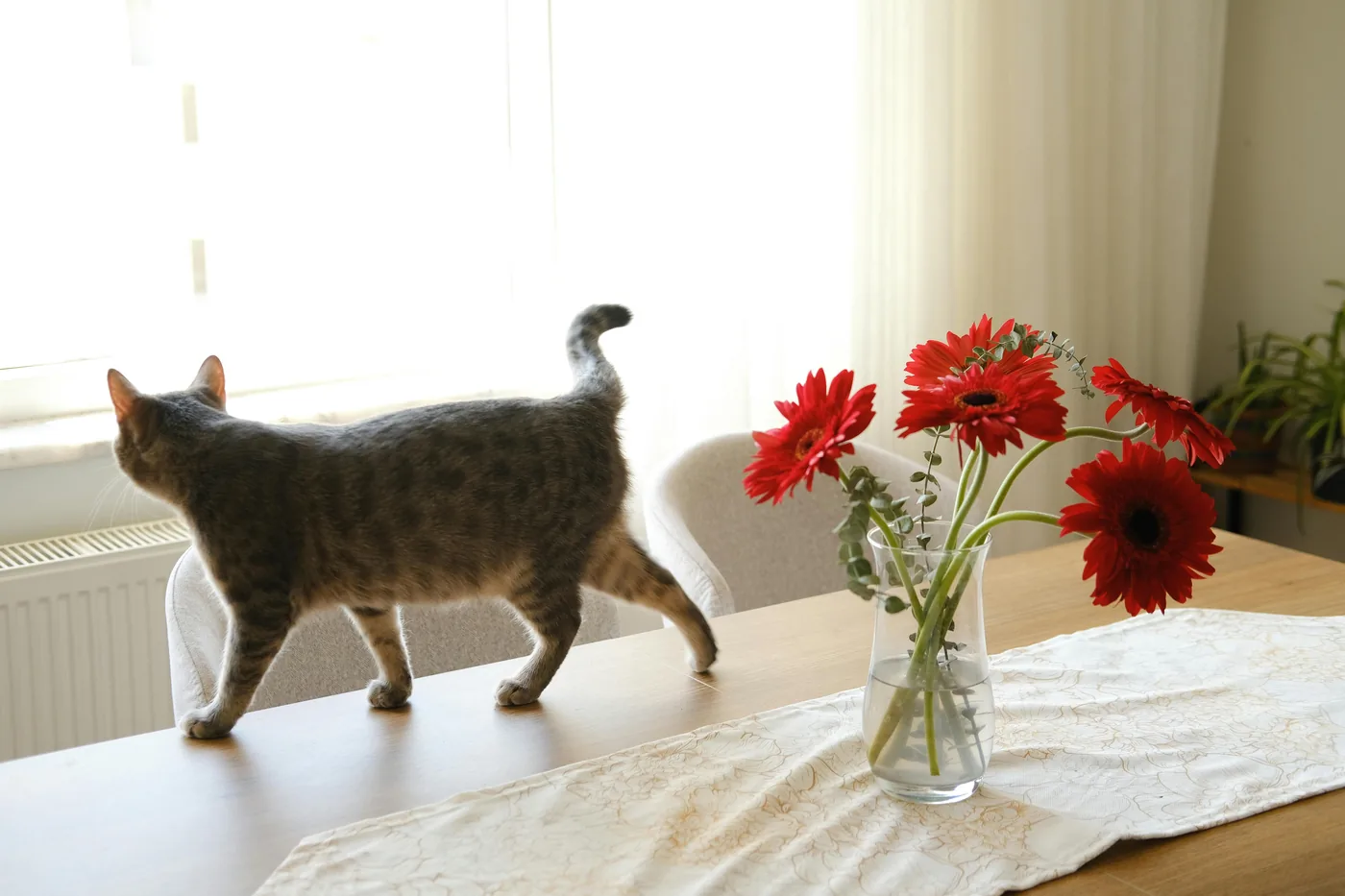 Chat marchant sur une table de salle à manger à côté d'un vase de fleurs coupées rouges dans un intérieur nordique lumineux