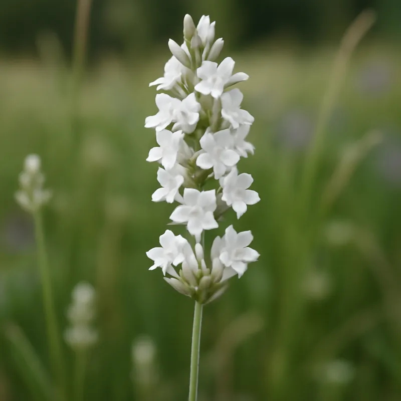 Lavande – blanc – image 4