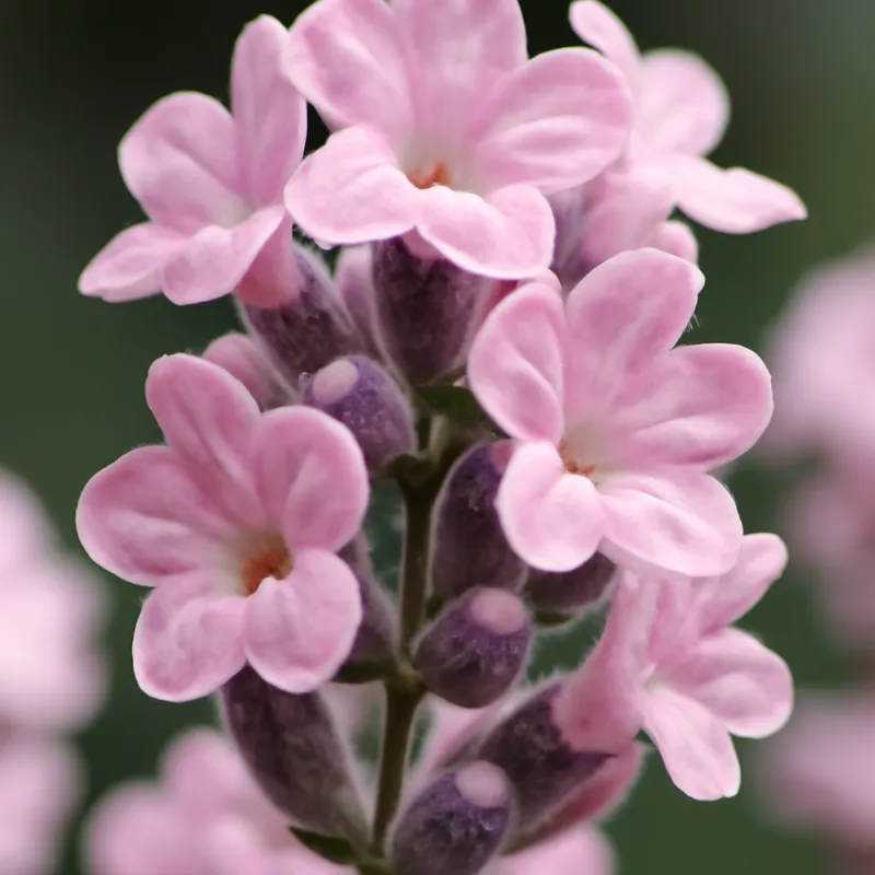 Lavande – rose – image 2