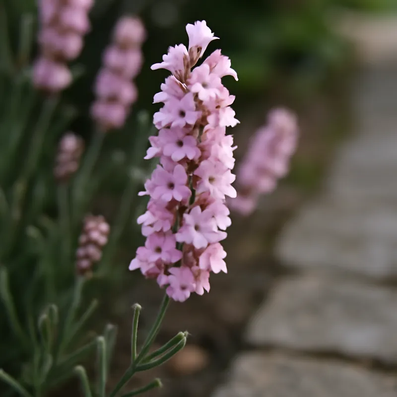 Lavande – rose – image 4