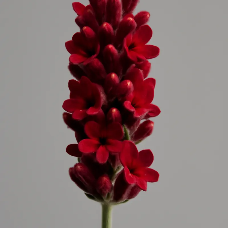 Lavande – rouge – image 1