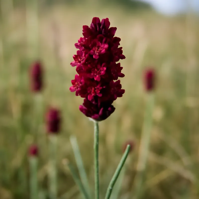 Lavande – rouge – image 4