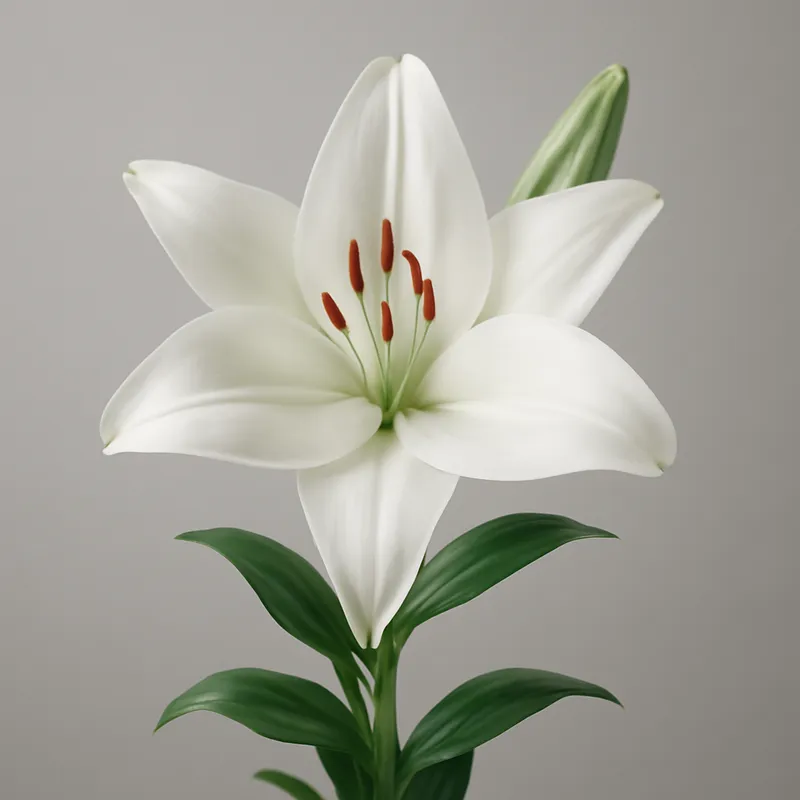 Lis – fleur pure et élégante