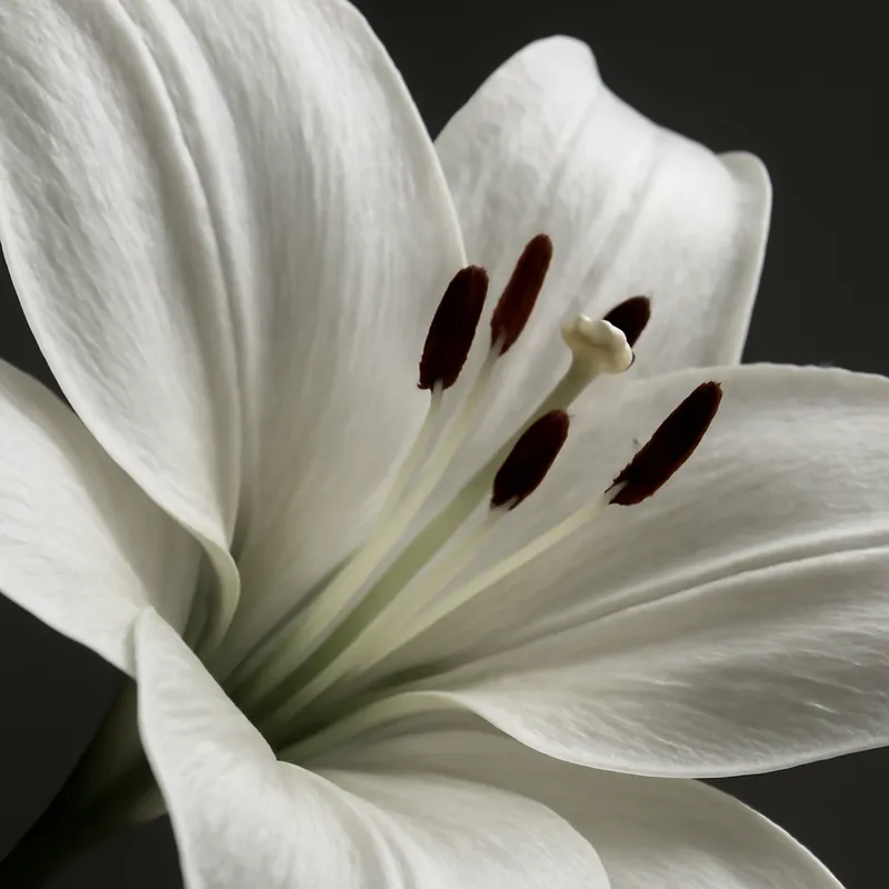 Lis – blanc – image 2