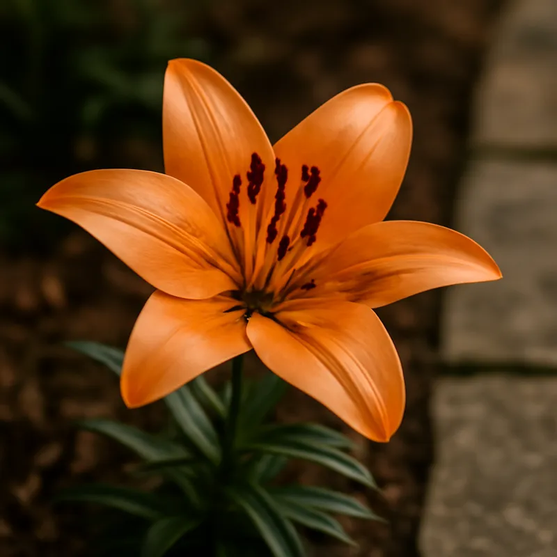 Lis – classique – image 4