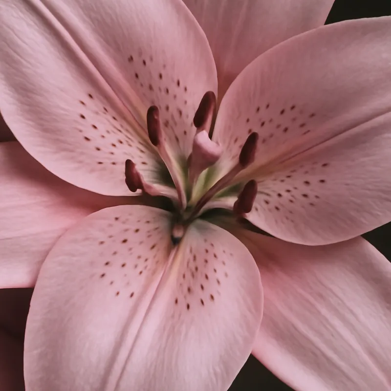 Lis - rose - image 2