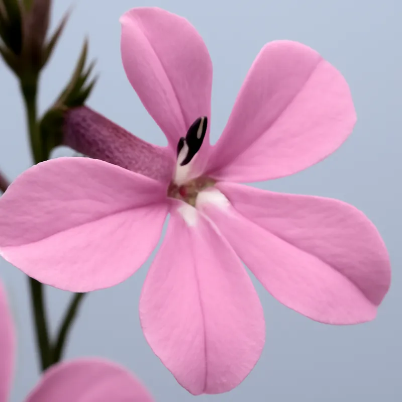 Lobélie – rose – image 2