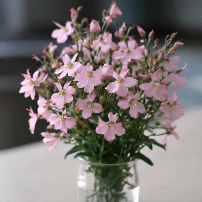 Lobélie – rose – image 3