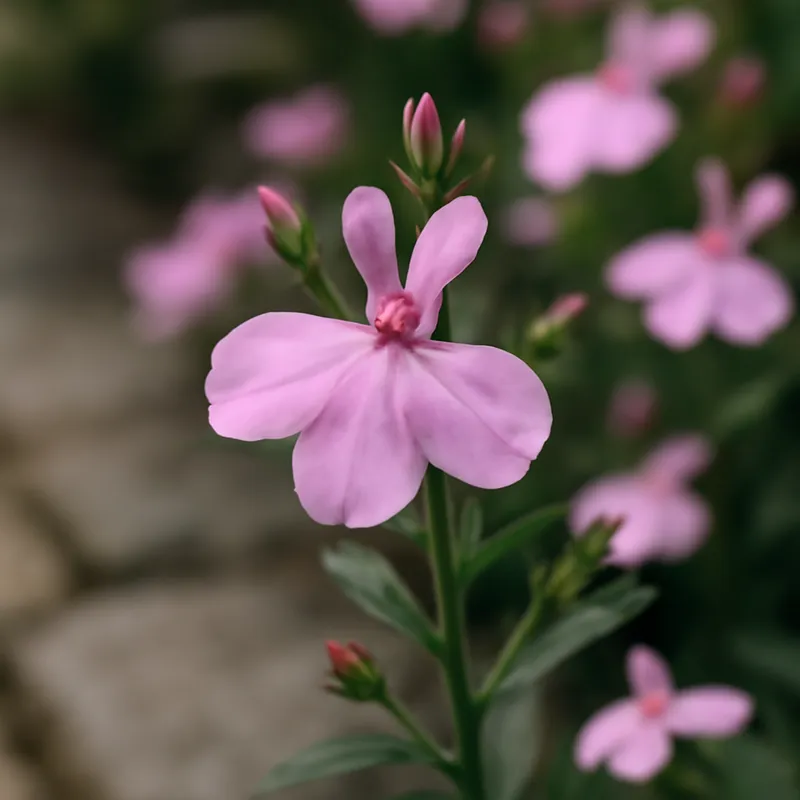 Lobélie – rose – image 4