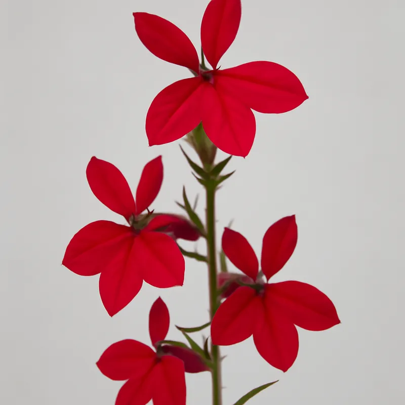 Lobélie - rouge
