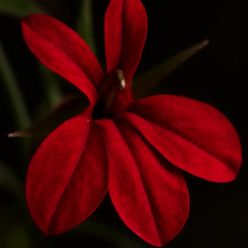 Lobélie - rouge - image 2