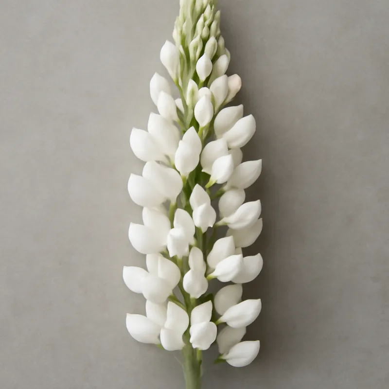 Lupin – blanc – image 1