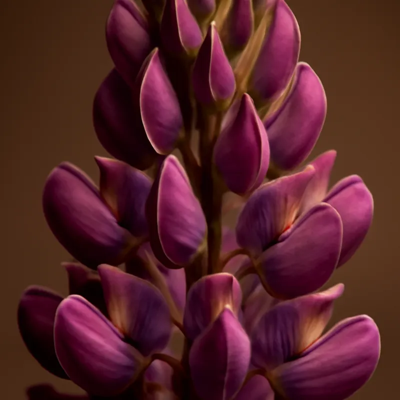 Lupin – classique – image 2