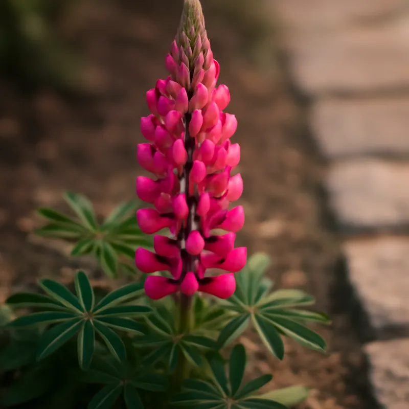 Lupin – classique – image 4