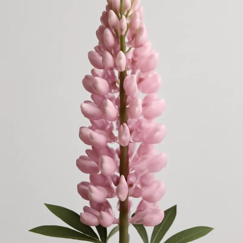 Lupin – rose – image 1
