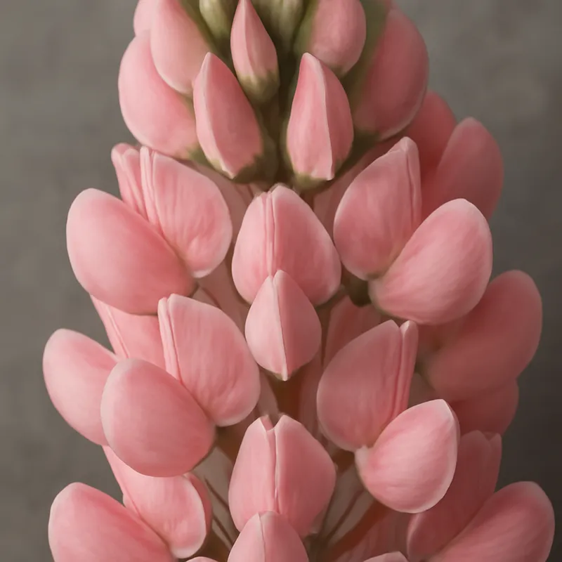 Lupin – rose – image 2