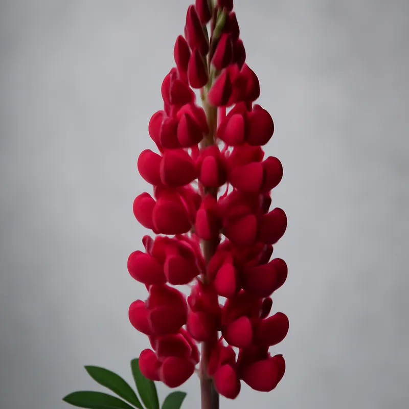 Lupin – rouge – image 1