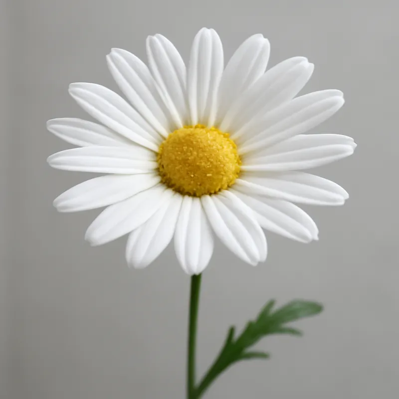 Marguerite - blanc