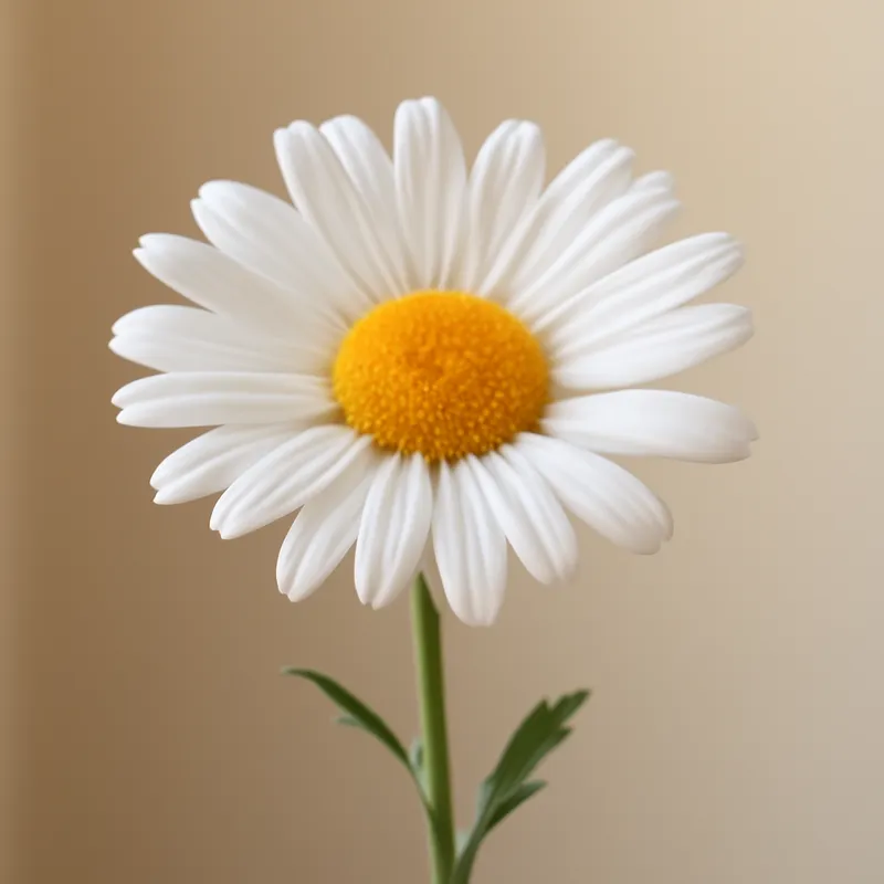 Marguerite – classique – image 1