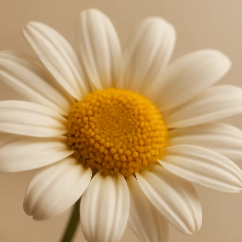 Marguerite – classique – image 2