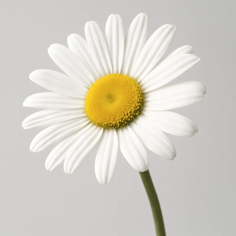 Marguerite des prés – blanc – image 1