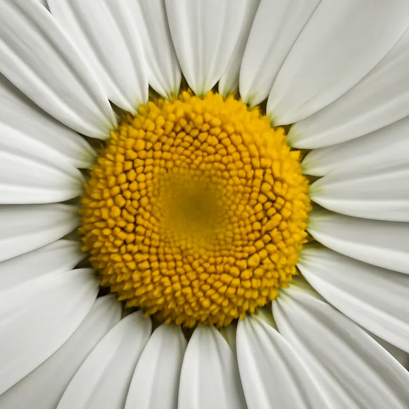 Marguerite des prés – blanc – image 2