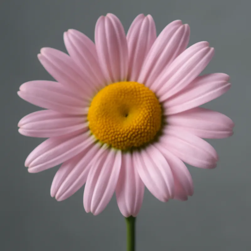 Marguerite des prés – rose – image 1