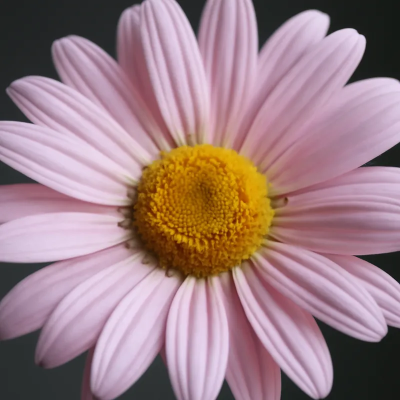 Marguerite des prés – rose – image 2