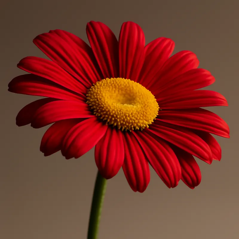 Marguerite des prés – rouge – image 1