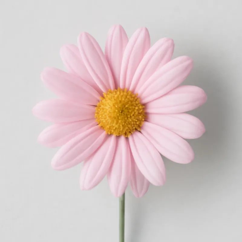 Marguerite - rose