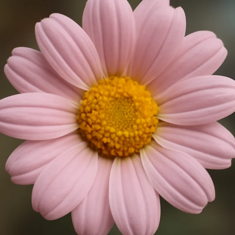 Marguerite - rose - image 2