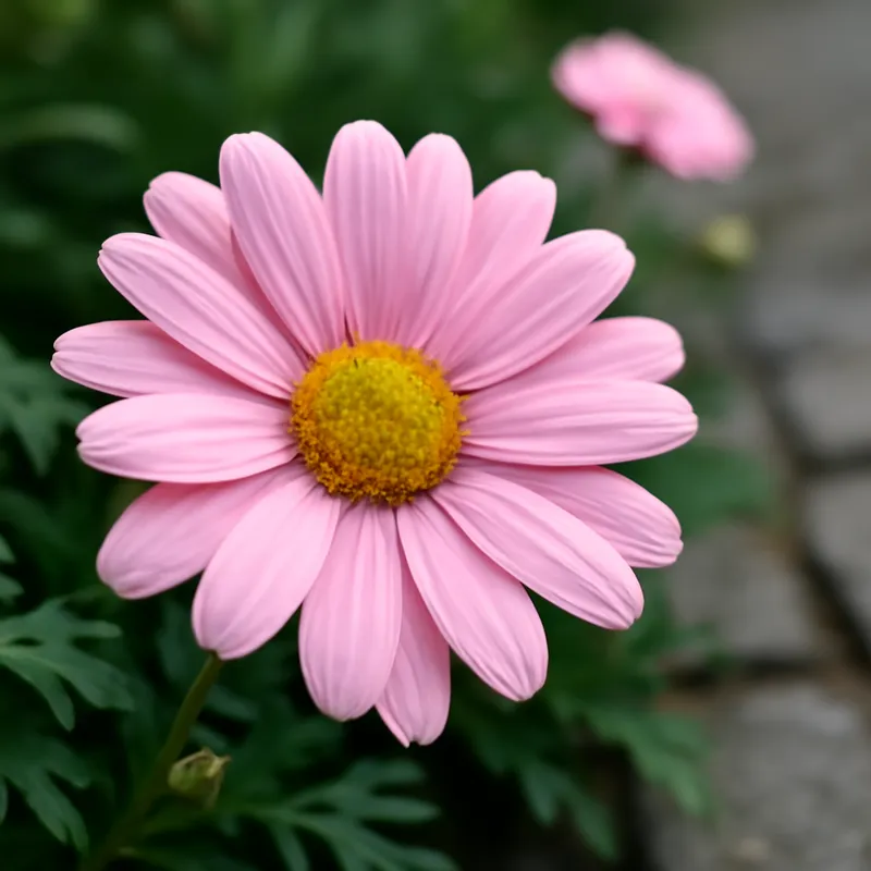 Marguerite - rose - image 4
