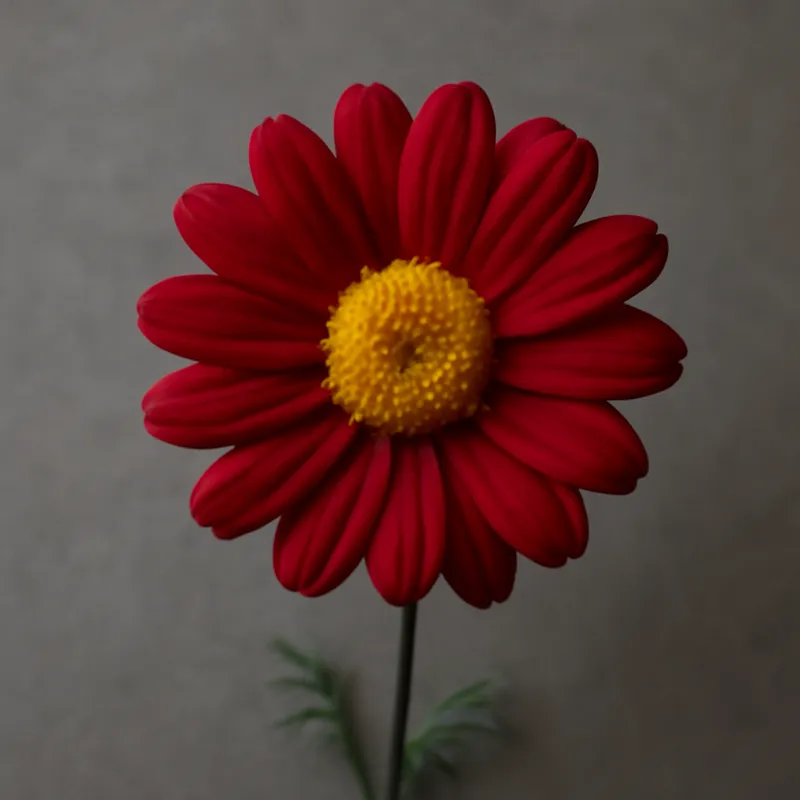 Marguerite – rouge – image 1