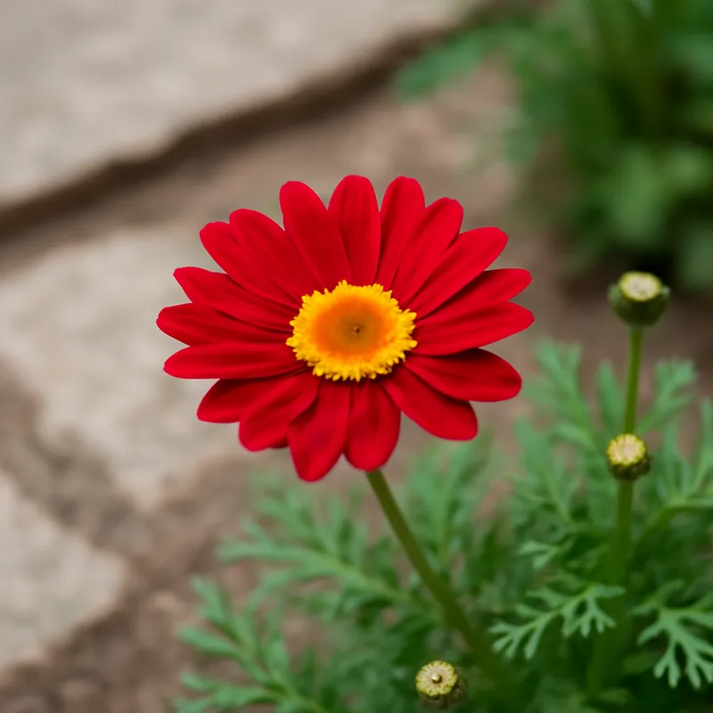 Marguerite – rouge – image 4