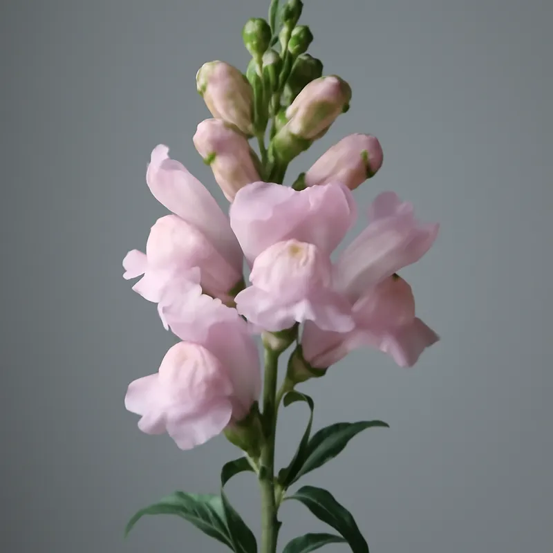 Muflier – rose – image 1