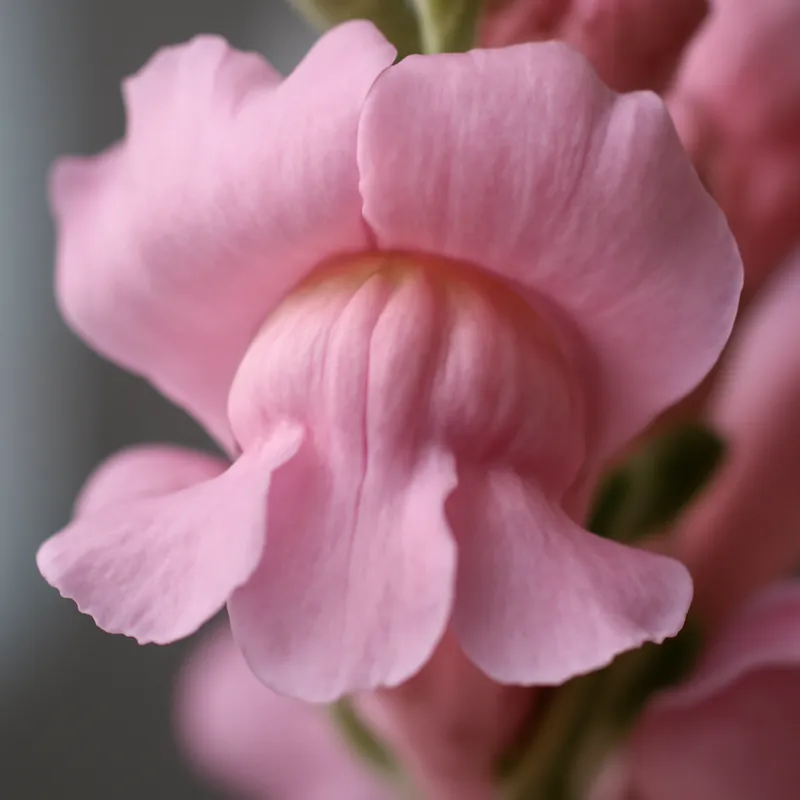 Muflier – rose – image 2